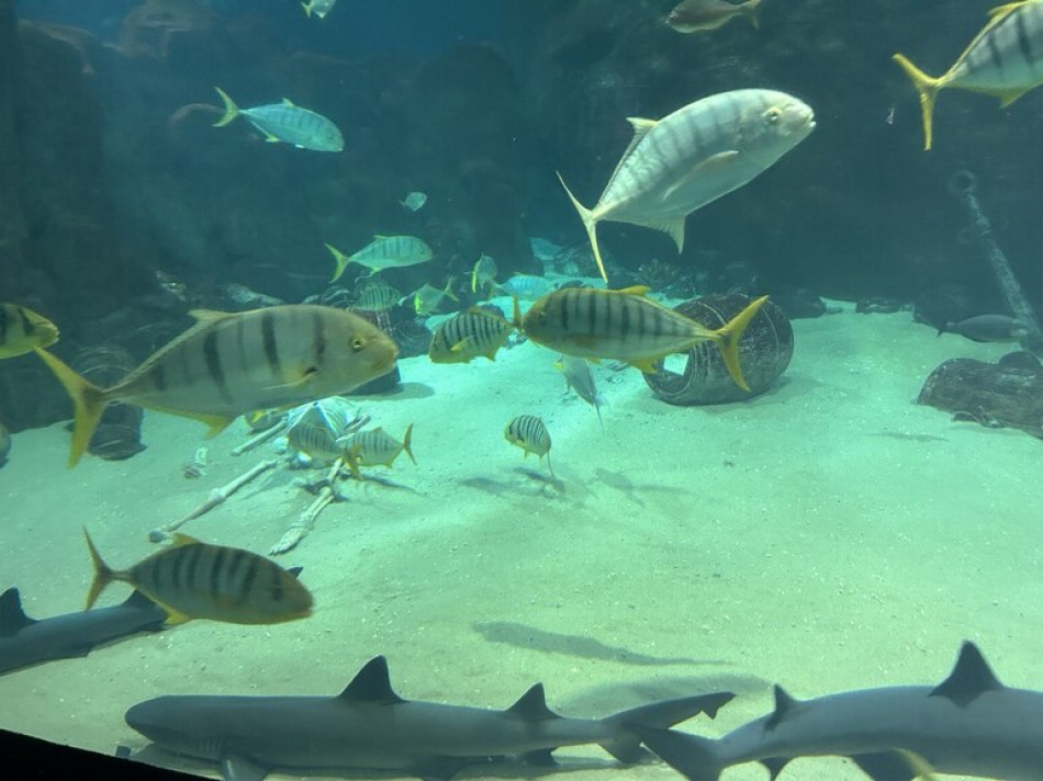 На дне Тихого океана обнаружены стратегические металлы